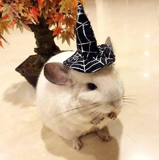 🔮 Стикер «Cool Chinchilla» для Telegram