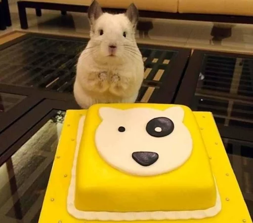🎂 Стикер «Cool Chinchilla» для Telegram