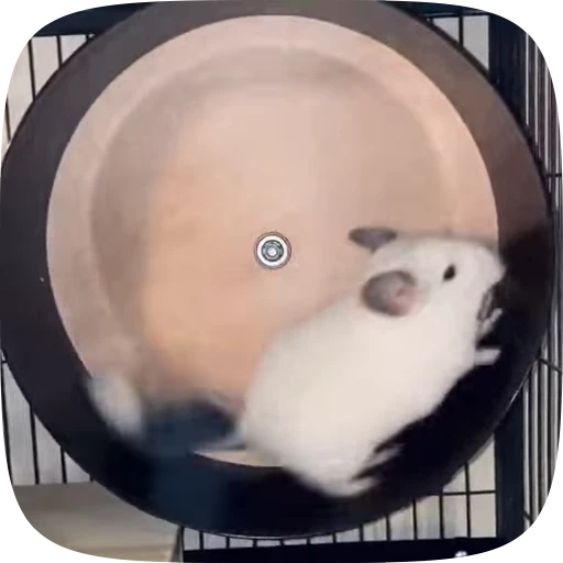 🏃‍♀️ Стикер «Шиншилла» для Telegram