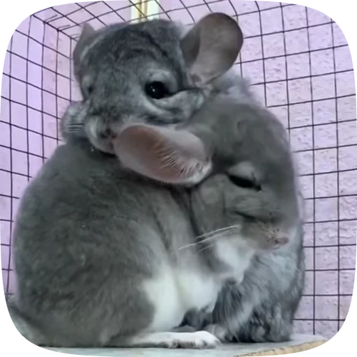 🥰 Стикер «Шиншилла» для Telegram