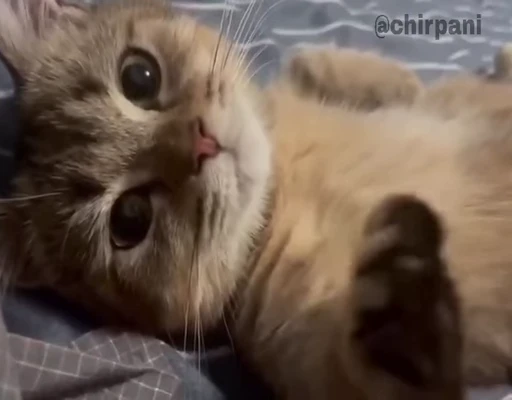 😻 Стикер «чїрпанята» для Telegram