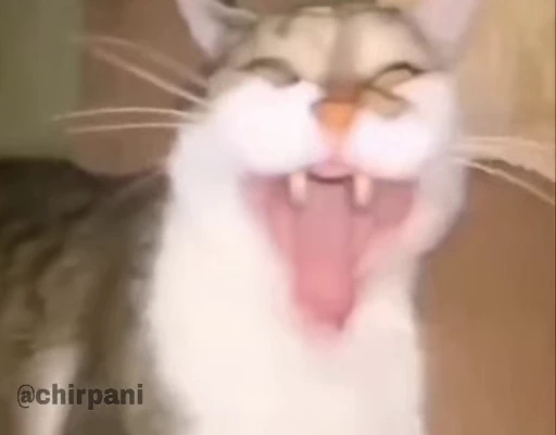 😸 Стикер «чїрпанята» для Telegram