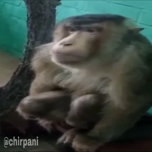 🐵 Стикер «чїрпанята» для Telegram