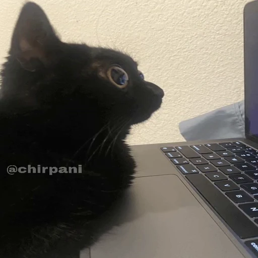 😼 Стикер «чїрпанята» для Telegram