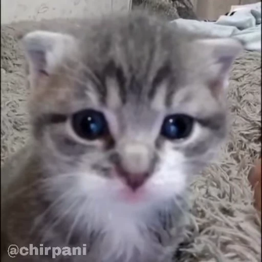 🥺 Стикер «чїрпанята» для Telegram