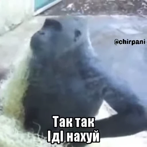 🦍 Стикер «чїрпанята» для Telegram