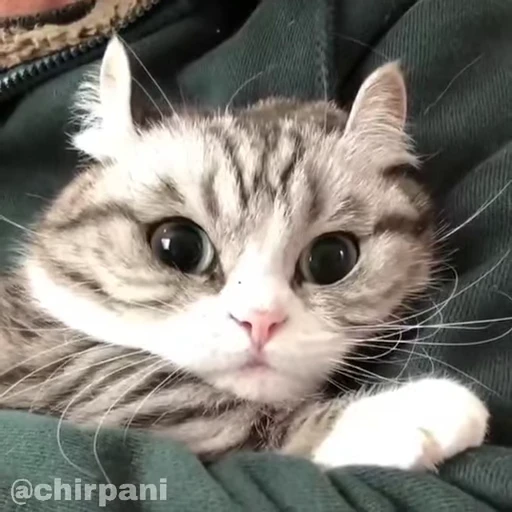 🥺 Стикер «чїрпанята» для Telegram