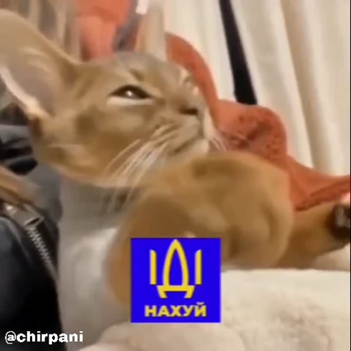 😼 Стикер «videomemes» для Telegram