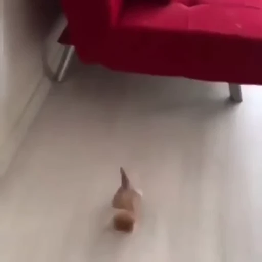 😼 Стикер «videomemes» для Telegram