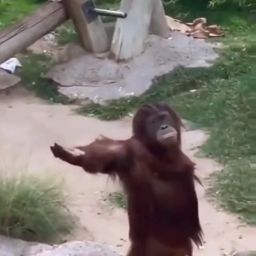 🐒 Стикер «videomemes» для Telegram