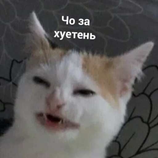 🤔 Стикер «Chornobay» для Telegram