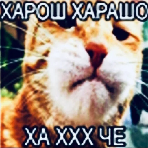☠ Стикер «Чозапомои» для Telegram