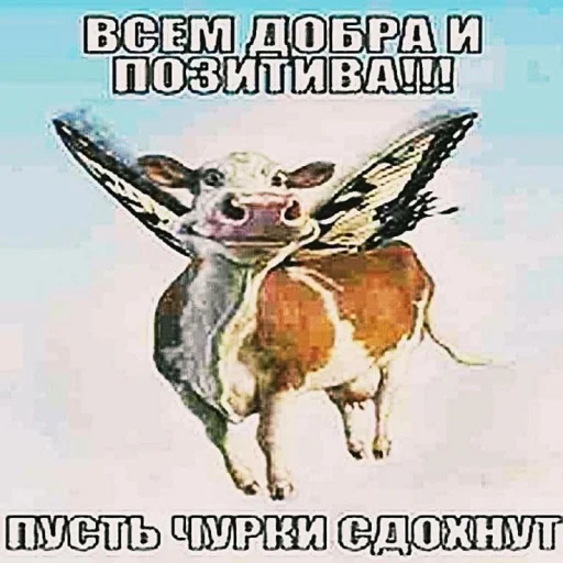 😇 Стикер «Чозапомои» для Telegram