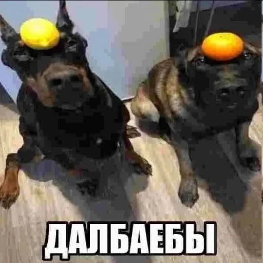 👥 Стикер «Чозапомои» для Telegram