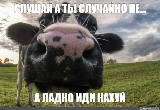 🙂 Стикер «Чозапомои» для Telegram