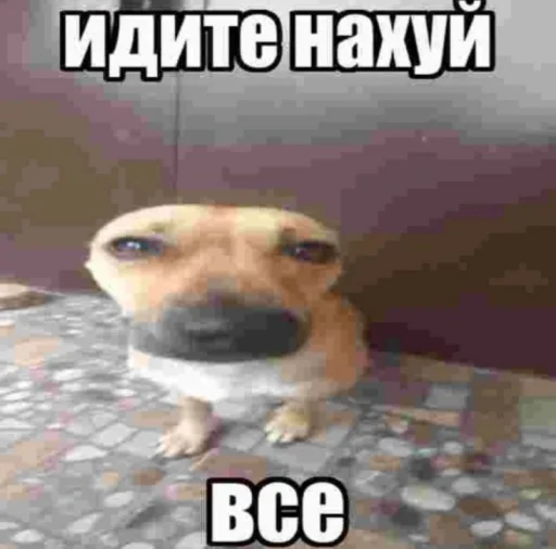 😡 Стикер «Чозапомои» для Telegram