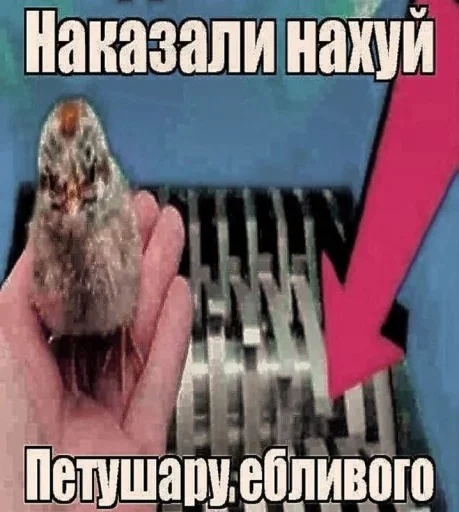 😂 Стикер «Чозапомои» для Telegram