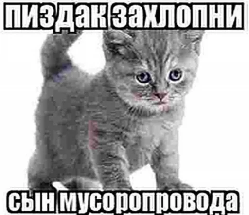 😡 Стикер «Чозапомои» для Telegram