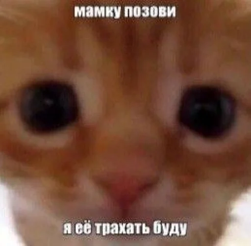 😡 Стикер «Чозапомои» для Telegram