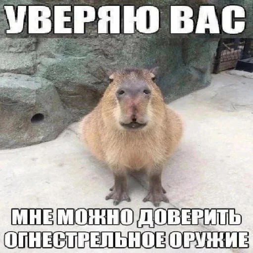 🤩 Стикер «Чозапомои» для Telegram