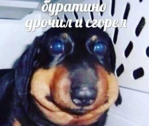 🤩 Стикер «Чозапомои» для Telegram