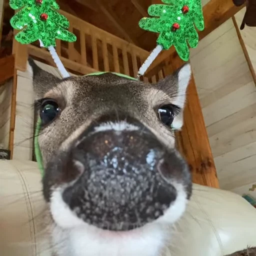 🎄 Стикер «Christmas» для Telegram