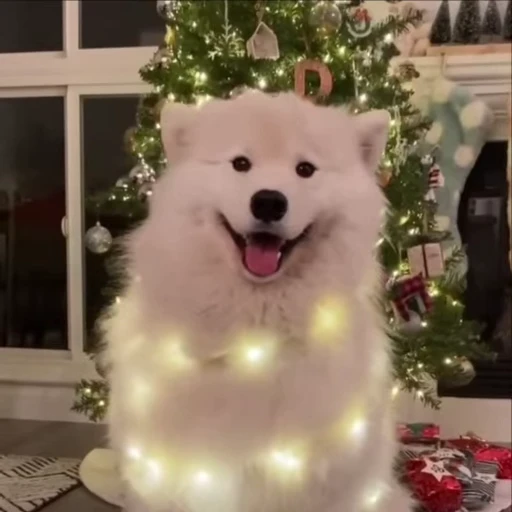 🎄 Стикер «Christmas» для Telegram