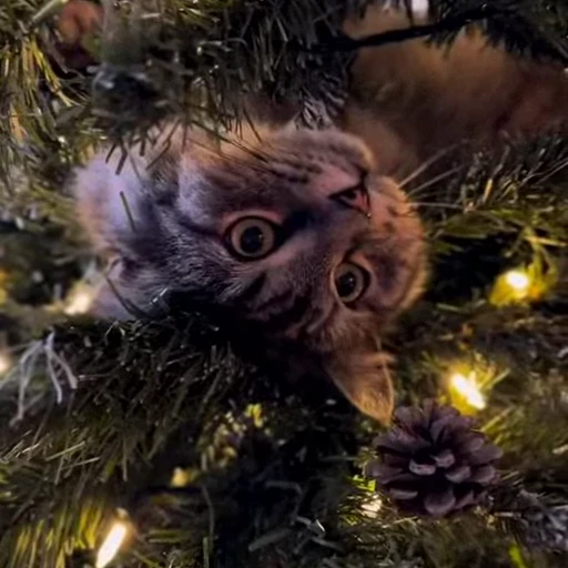 🎄 Стикер «Christmas» для Telegram