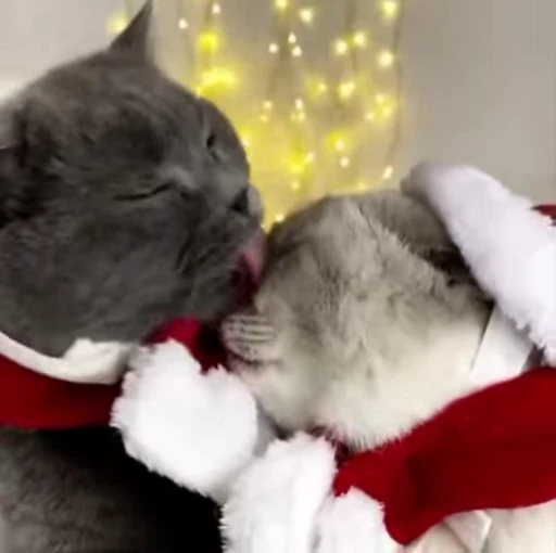 🎅 Стикер «Christmas» для Telegram