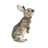 🐇 Эмодзи «Christmas Vibe» для Telegram