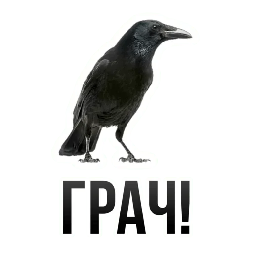 😉 Стикер «Что за срач» для Telegram