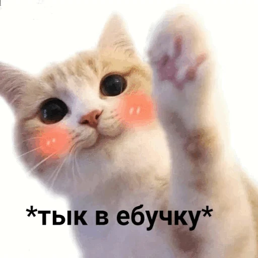 🥺 Стикер «Cidavin&;s pack» для Telegram