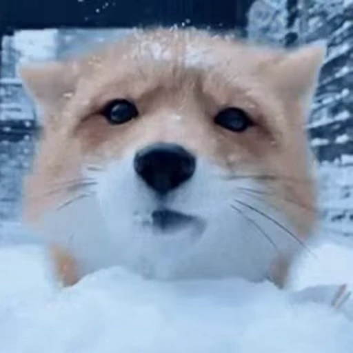 🦊 Стикер «Cidavin&;s pack» для Telegram
