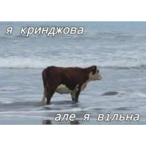 🤡 Стикер «юкрейн мєм» для Telegram