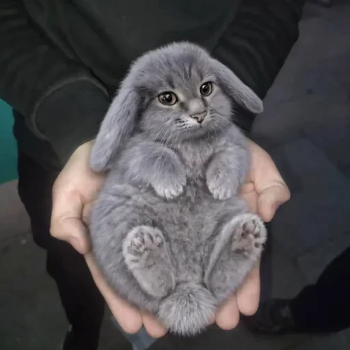 🤩 Стикер «кот и куки» для Telegram