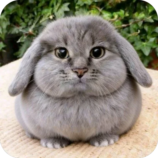 🫥 Стикер «кот и куки» для Telegram