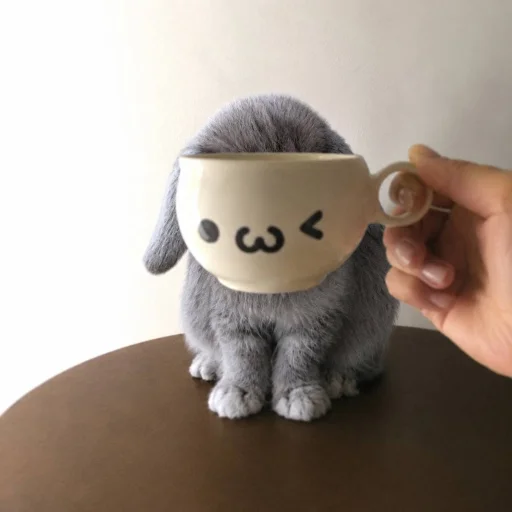 🤩 Стикер «кот и куки» для Telegram