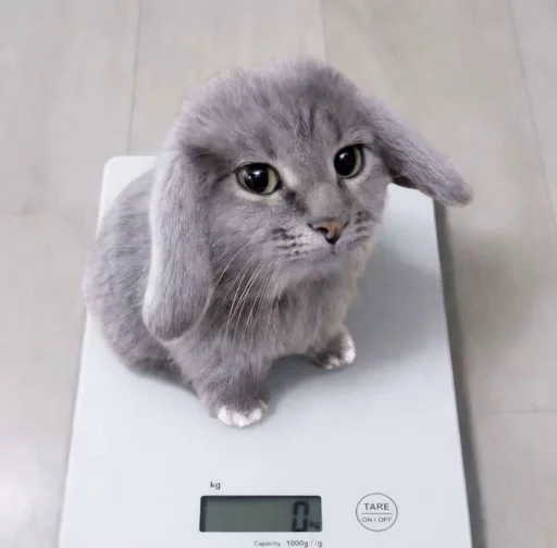 🤩 Стикер «кот и куки» для Telegram