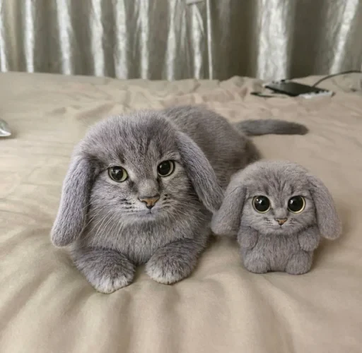 🤩 Стикер «кот и куки» для Telegram