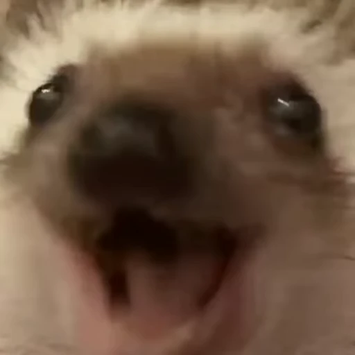 🦔 Стикер «Clapp Snap» для Telegram