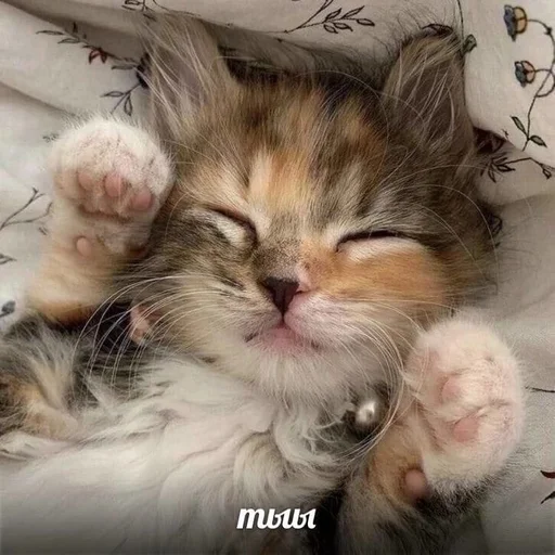 😻 Стикер «Намёки для тебя» для Telegram