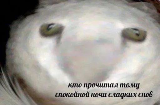 😼 Стикер «closticks12!» для Telegram