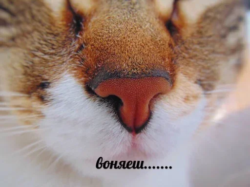 😼 Стикер «closticks12!» для Telegram