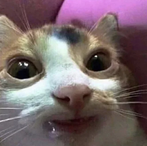 😼 Стикер «closticks12!» для Telegram