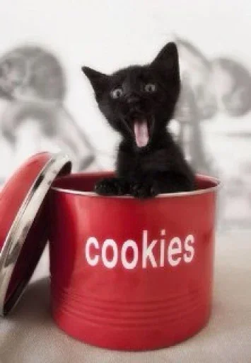 😼 Стикер «closticks12!» для Telegram