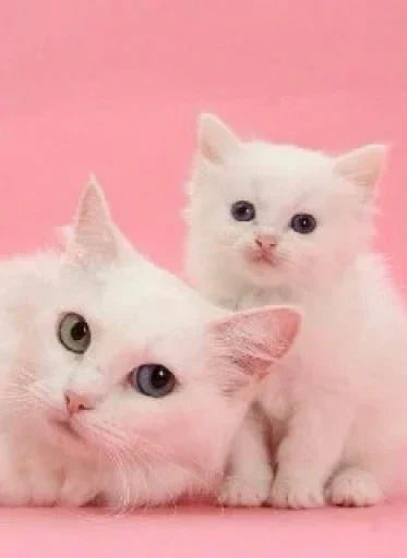 😼 Стикер «closticks12!» для Telegram
