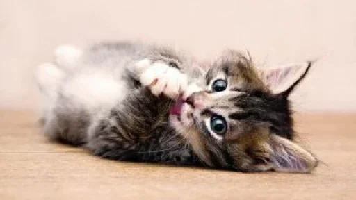 😼 Стикер «closticks12!» для Telegram