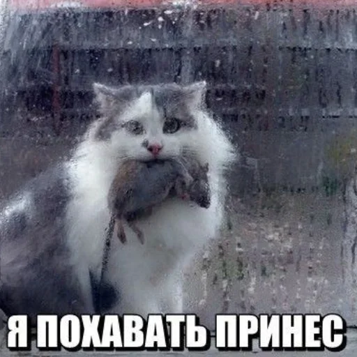 😺 Стикер «closticks13!» для Telegram