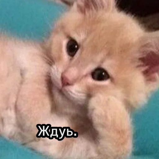 😺 Стикер «closticks13!» для Telegram