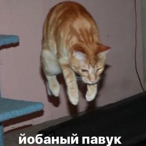 😺 Стикер «closticks13!» для Telegram